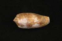 藏品(鬱金香芋螺)的圖片